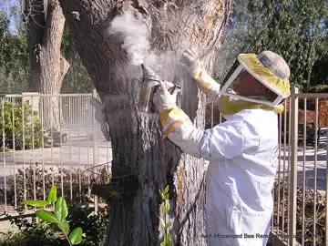 AAA Bee Removal employee smoking a hive